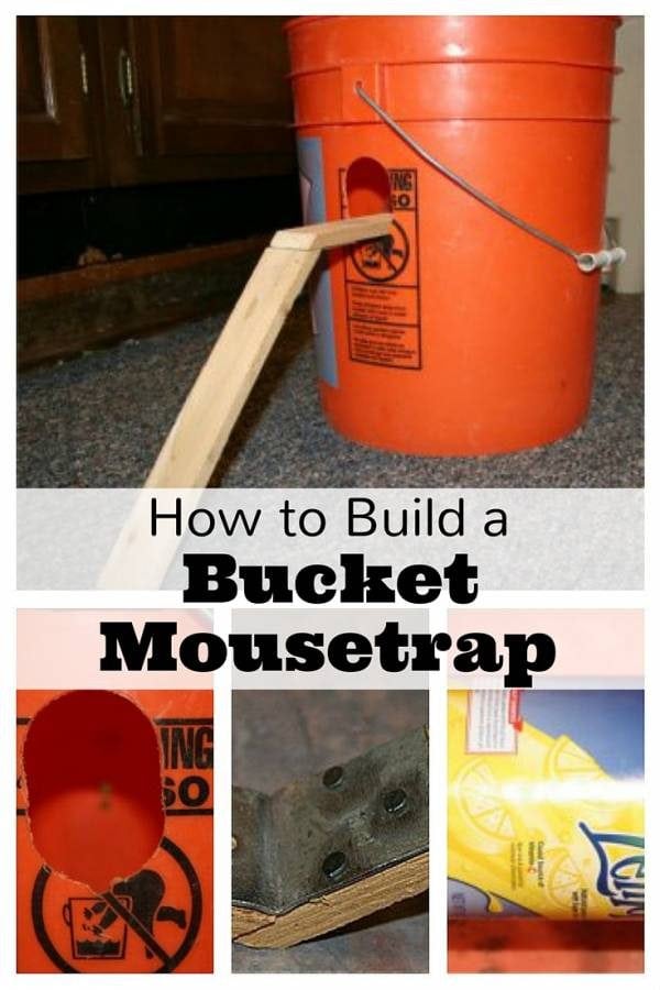 How to Build a Bucket Mousetrap - The Budget Diet