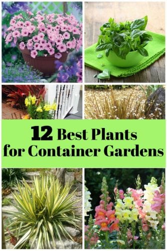 12 Best Plants for Container Gardens - The Budget Diet