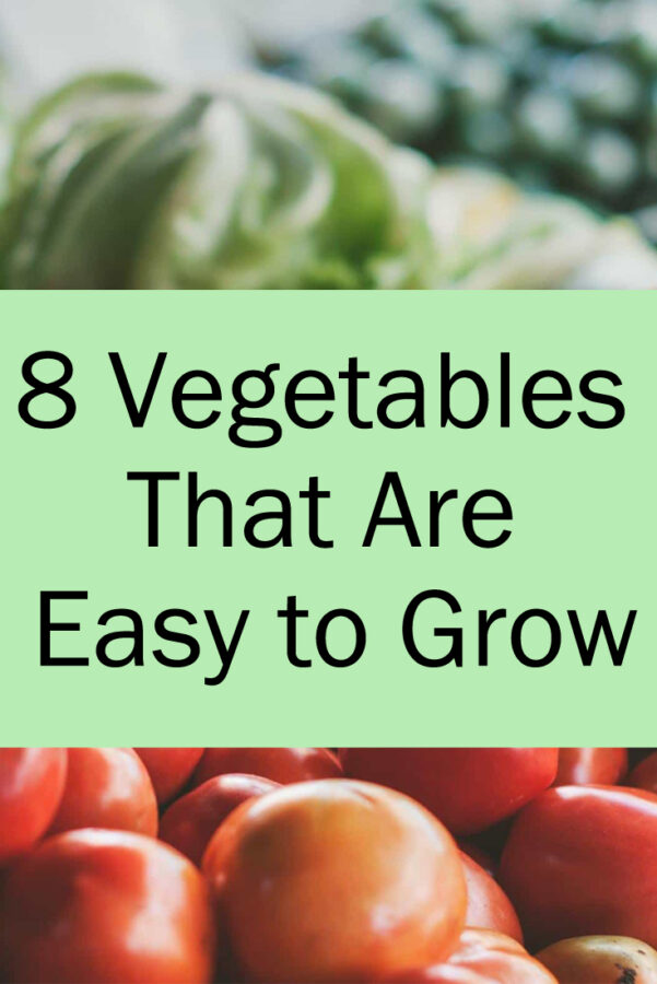 8 Vegetables That Are Easy to Grow - The Budget Diet